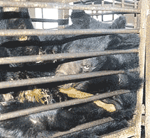 Bear in cage with gall bladder bile tube