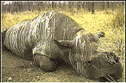 Dead rhino with horn cut off