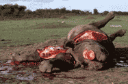 Dead rhino with horn and limbs cut off